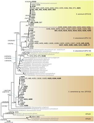 Choosing the Right Life Partner: Ecological Drivers of Lichen Symbiosis